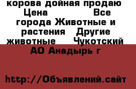 корова дойная продаю › Цена ­ 100 000 - Все города Животные и растения » Другие животные   . Чукотский АО,Анадырь г.